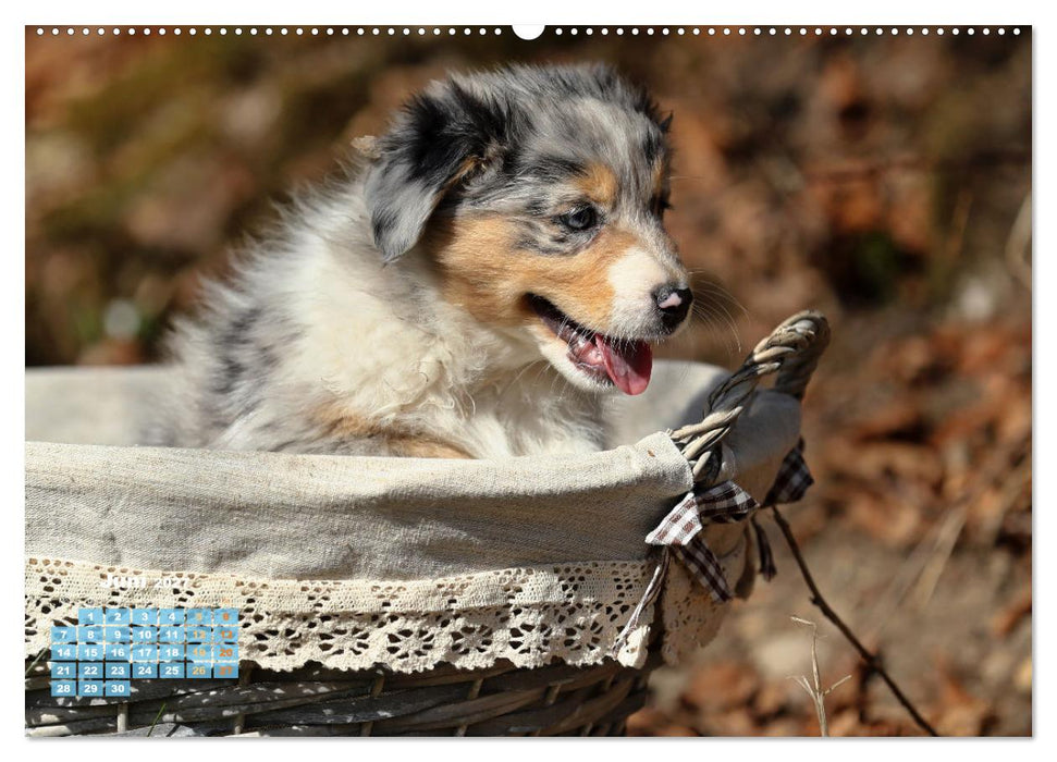 Lillyfee und ein Körbchen voller Glück (CALVENDO Wandkalender 2027)