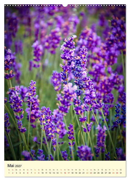 Provence Lavendel Paradies (CALVENDO Wandkalender 2027)