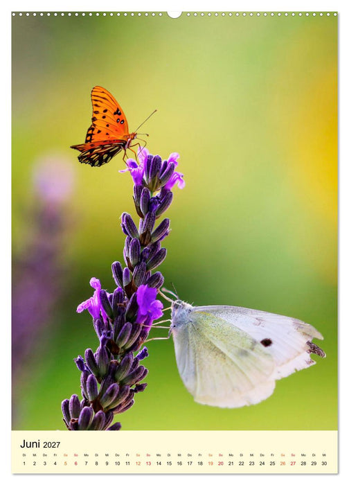 Provence Lavendel Paradies (CALVENDO Wandkalender 2027)