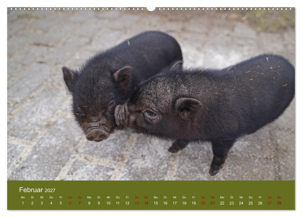 Faszination Minischweine (CALVENDO Premium Wandkalender 2027)