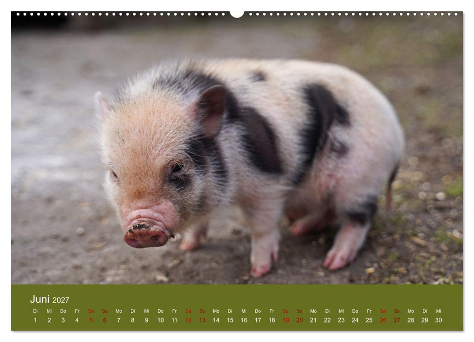 Faszination Minischweine (CALVENDO Premium Wandkalender 2027)