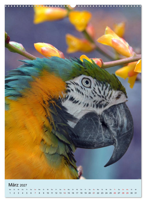Die bunte Vielfalt Südamerikas - Aras, Amazonen und Sittiche im Portrait (CALVENDO Premium Wandkalender 2027)