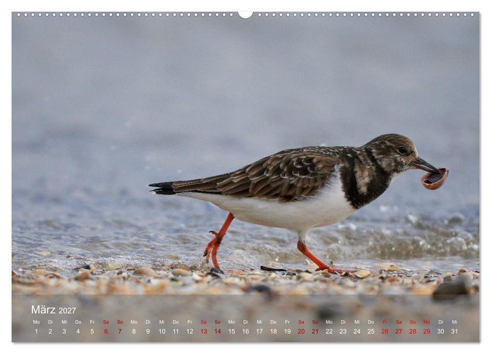 Vögel an Deutschlands Küsten (CALVENDO Wandkalender 2027)