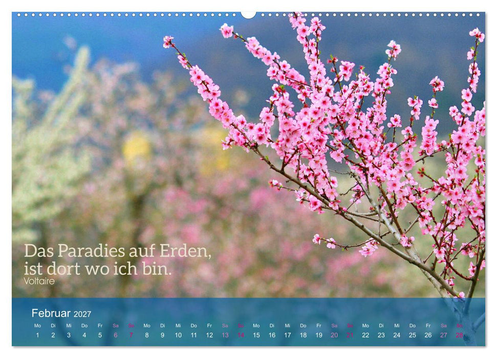 FASZINATION MANDELBLÜTE (CALVENDO Premium Wandkalender 2027)