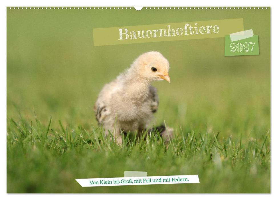 Bauernhoftiere - Von Klein bis Groß, mit Fell und mit Federn. (CALVENDO Wandkalender 2027)