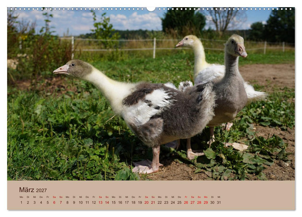 Bauernhoftiere - Von Klein bis Groß, mit Fell und mit Federn. (CALVENDO Wandkalender 2027)