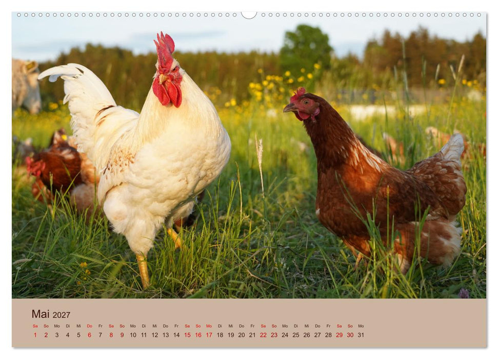 Bauernhoftiere - Von Klein bis Groß, mit Fell und mit Federn. (CALVENDO Wandkalender 2027)