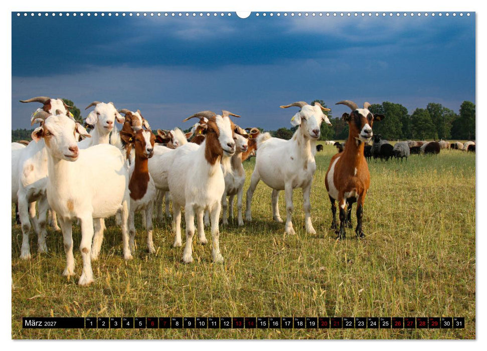 Heidschnucken und Ziegen die tierischen Landschaftspfleger der Lüneburger Heide (CALVENDO Premium Wandkalender 2027)