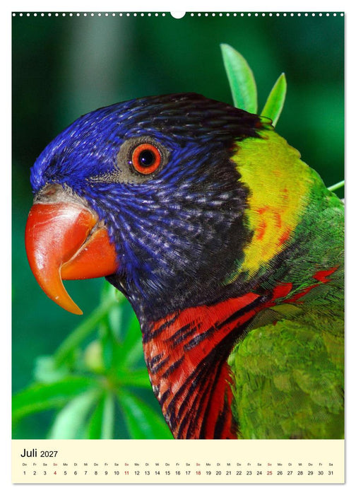 Auge in Auge mit Kakadus und Sittichen aus Australien (CALVENDO Premium Wandkalender 2027)