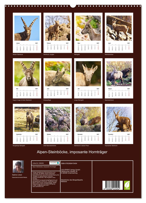 Alpen-Steinböcke, imposante Hornträger (CALVENDO Premium Wandkalender 2027)