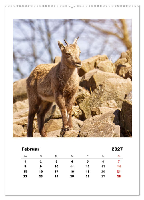 Alpen-Steinböcke, imposante Hornträger (CALVENDO Premium Wandkalender 2027)