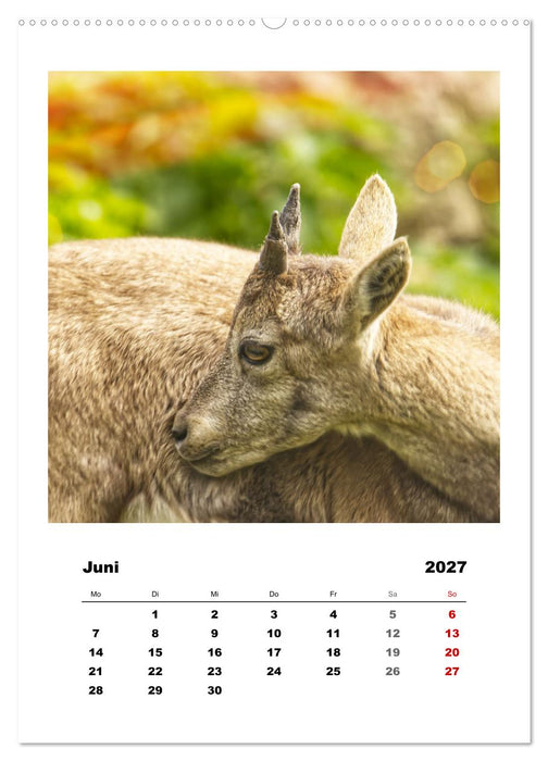 Alpen-Steinböcke, imposante Hornträger (CALVENDO Premium Wandkalender 2027)