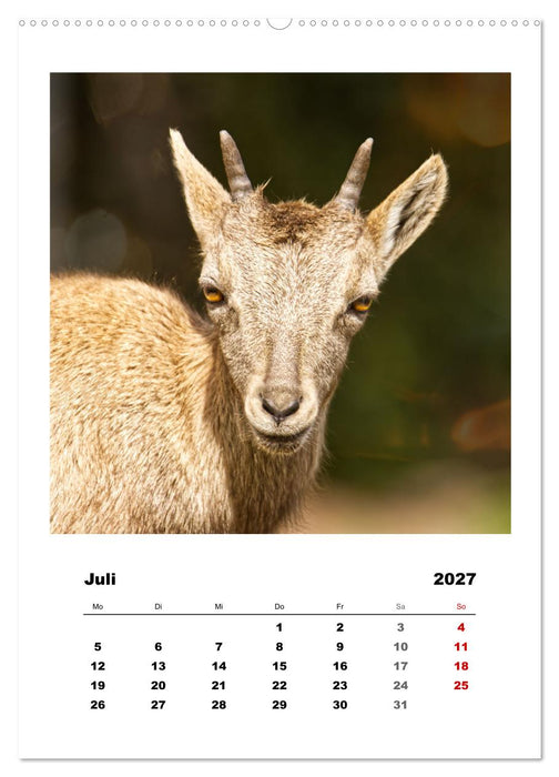 Alpen-Steinböcke, imposante Hornträger (CALVENDO Premium Wandkalender 2027)