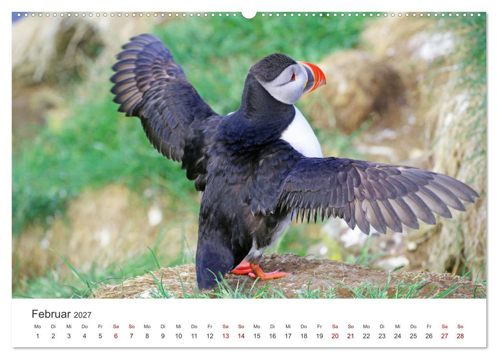 Papageitaucher - Clowns der nordischen Vogelwelt (CALVENDO Wandkalender 2027)