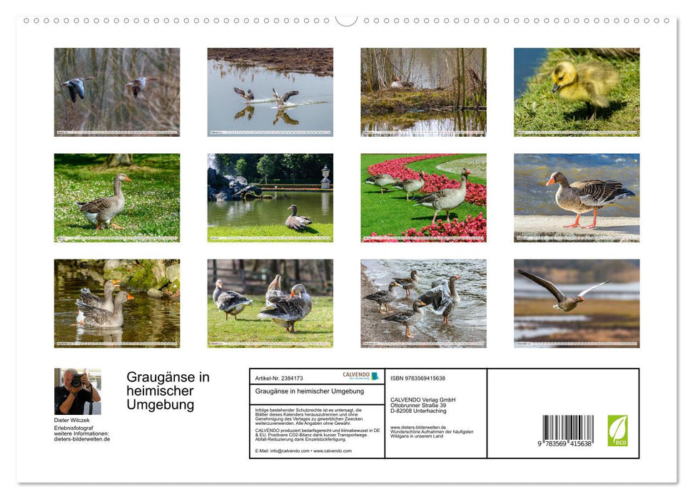 Graugänse in heimischer Umgebung (CALVENDO Premium Wandkalender 2027)