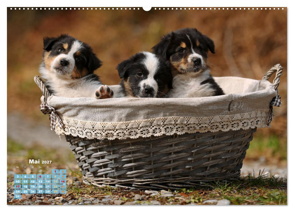 Lillyfee und ein Körbchen voller Glück (CALVENDO Premium Wandkalender 2027)