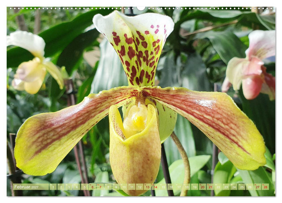 Mein Orchideentraum (CALVENDO Wandkalender 2027)