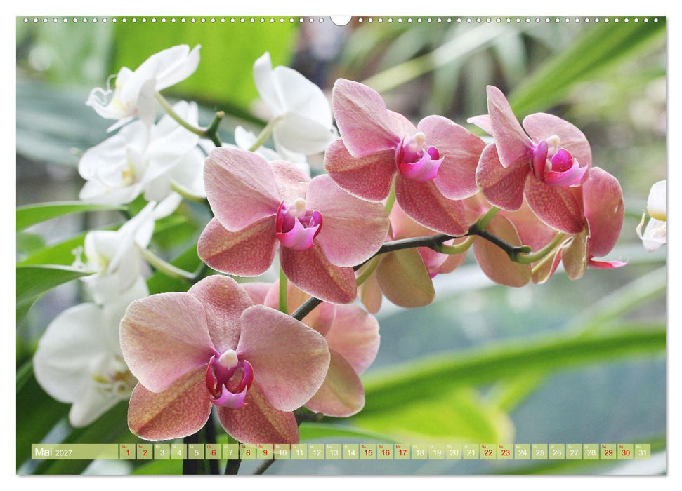 Mein Orchideentraum (CALVENDO Wandkalender 2027)