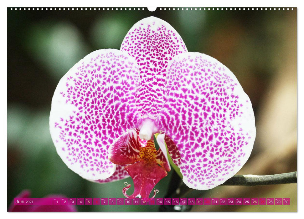 Mein Orchideentraum (CALVENDO Wandkalender 2027)