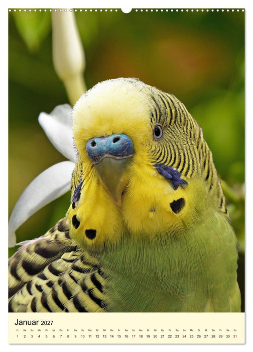 Auge in Auge mit Kakadus und Sittichen aus Australien (CALVENDO Wandkalender 2027)
