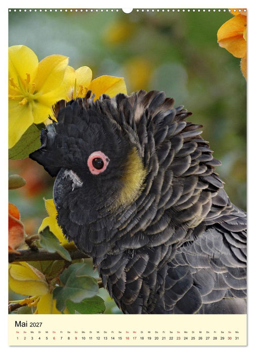 Auge in Auge mit Kakadus und Sittichen aus Australien (CALVENDO Wandkalender 2027)