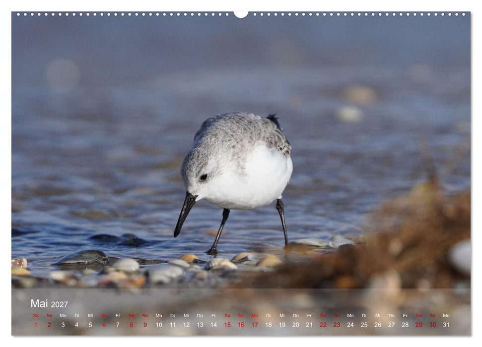 Vögel an Deutschlands Küsten (CALVENDO Premium Wandkalender 2027)