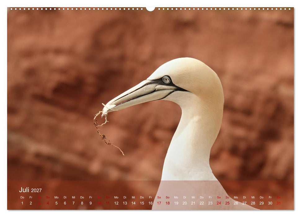 Vögel an Deutschlands Küsten (CALVENDO Premium Wandkalender 2027)