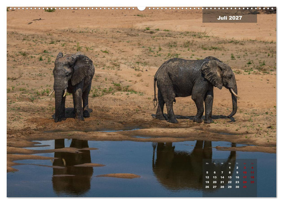 Auf Safari im Kruger National Park (CALVENDO Premium Wandkalender 2027)