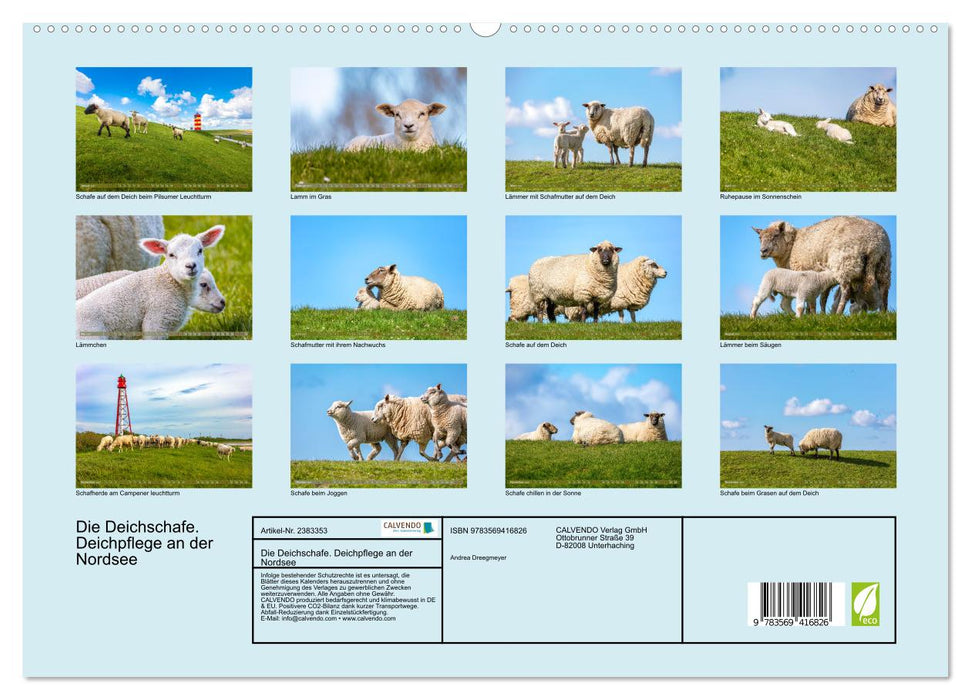 Die Deichschafe. Deichpflege an der Nordsee (CALVENDO Premium Wandkalender 2027)