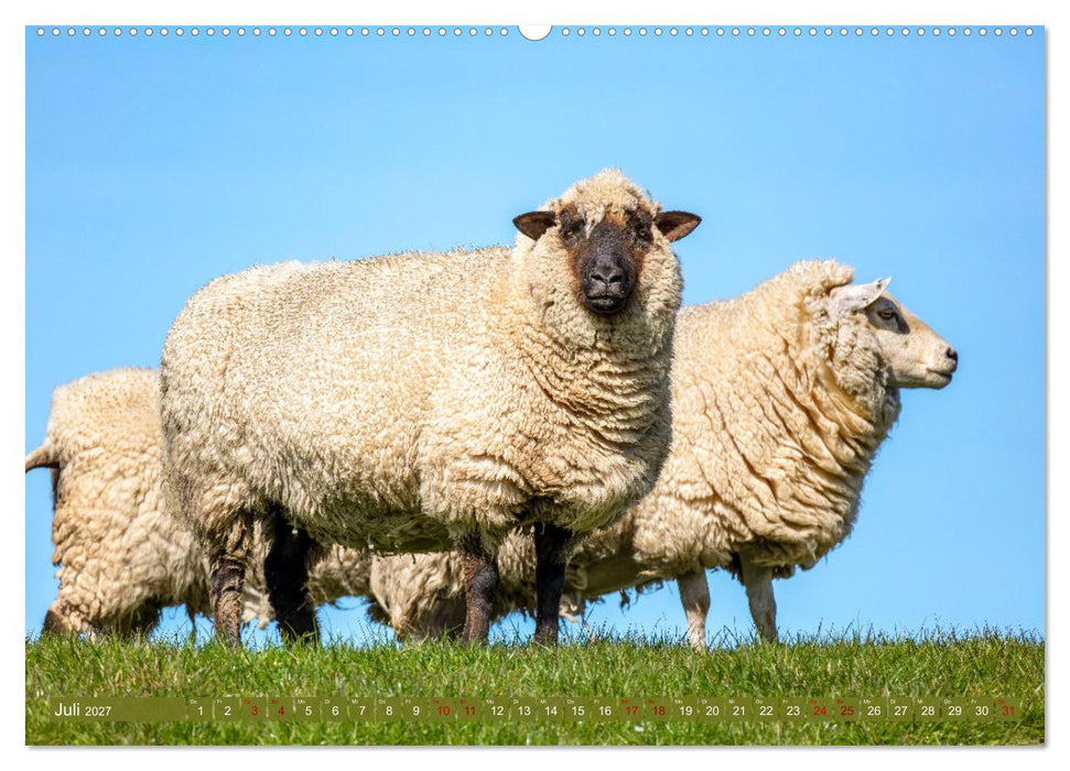 Die Deichschafe. Deichpflege an der Nordsee (CALVENDO Premium Wandkalender 2027)