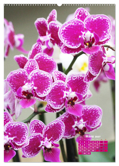Traumhafte Orchideen (CALVENDO Premium Wandkalender 2027)