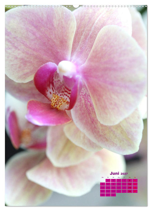 Traumhafte Orchideen (CALVENDO Premium Wandkalender 2027)