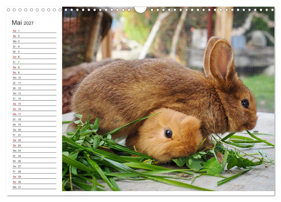 Eine glückliche Kaninchenfamilie (CALVENDO Wandkalender 2027)