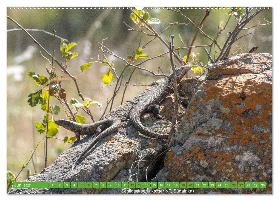 Reptilien wild und schön (CALVENDO Wandkalender 2027)