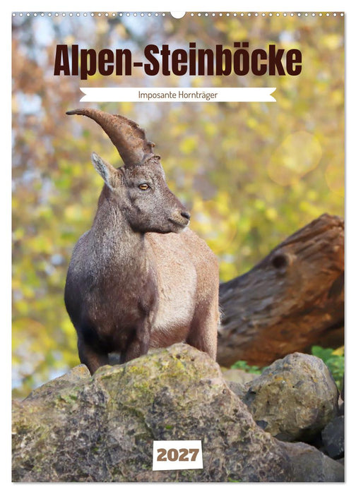 Alpen-Steinböcke, imposante Hornträger (CALVENDO Wandkalender 2027)