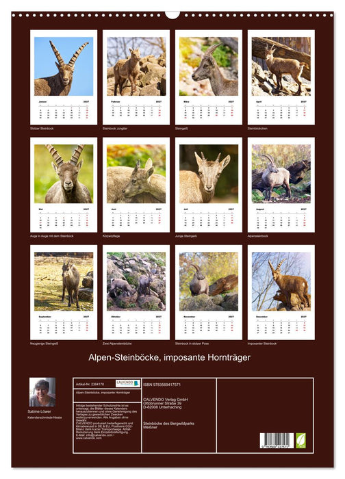Alpen-Steinböcke, imposante Hornträger (CALVENDO Wandkalender 2027)