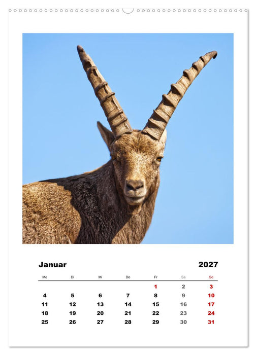 Alpen-Steinböcke, imposante Hornträger (CALVENDO Wandkalender 2027)