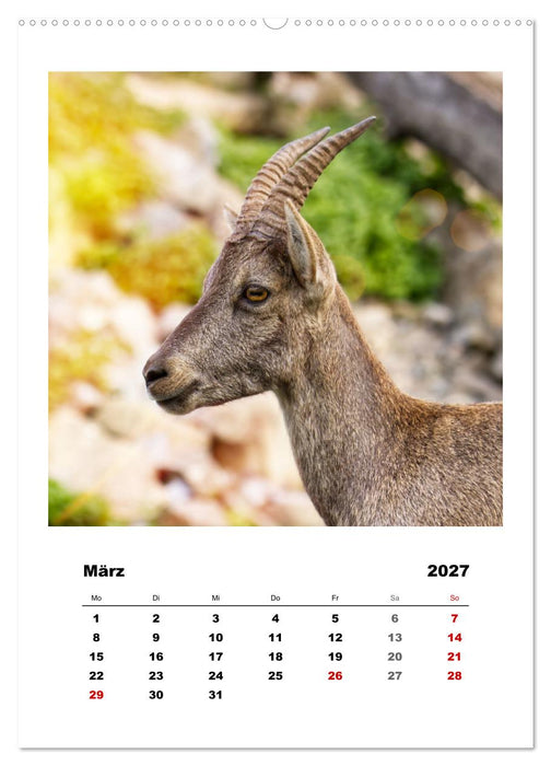 Alpen-Steinböcke, imposante Hornträger (CALVENDO Wandkalender 2027)