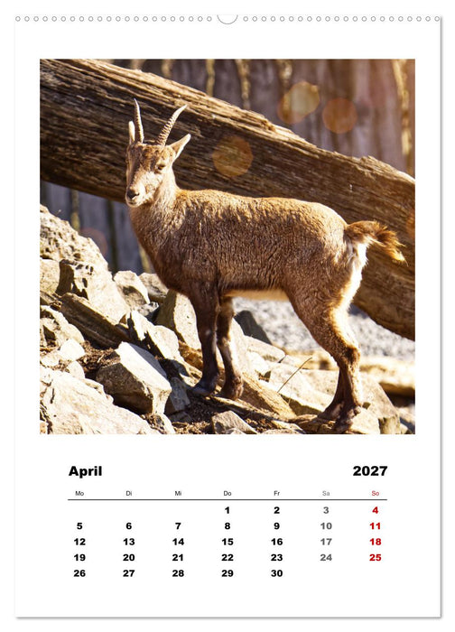 Alpen-Steinböcke, imposante Hornträger (CALVENDO Wandkalender 2027)