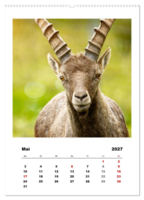 Alpen-Steinböcke, imposante Hornträger (CALVENDO Wandkalender 2027)