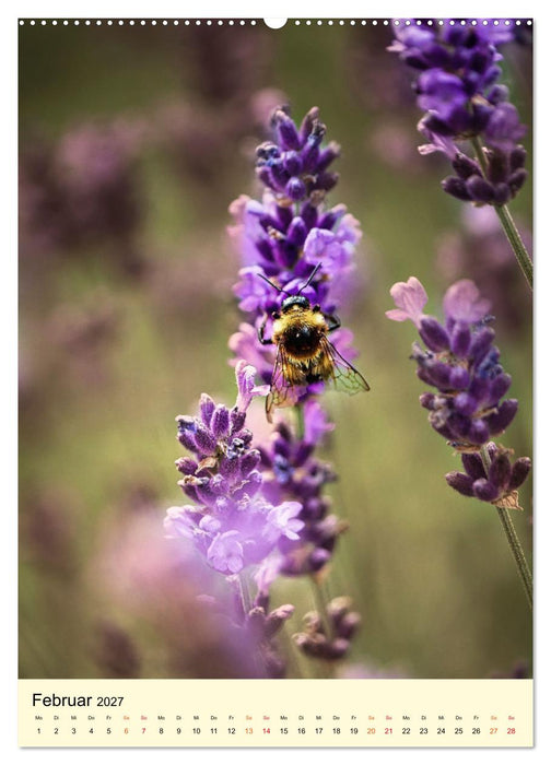 Provence Lavendel Paradies (CALVENDO Premium Wandkalender 2027)