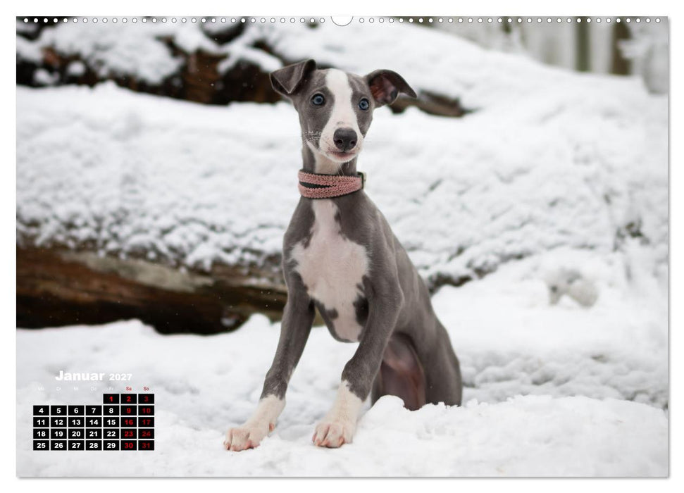 WHIPPETS - SCHNELL UND SCHÖN (CALVENDO Premium Wandkalender 2027)