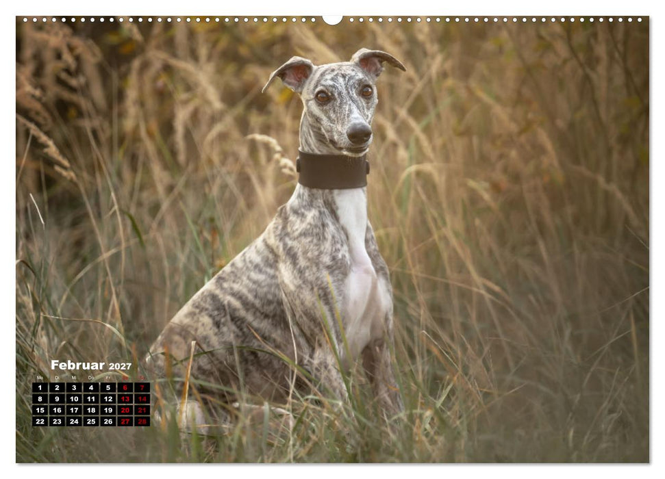 WHIPPETS - SCHNELL UND SCHÖN (CALVENDO Premium Wandkalender 2027)