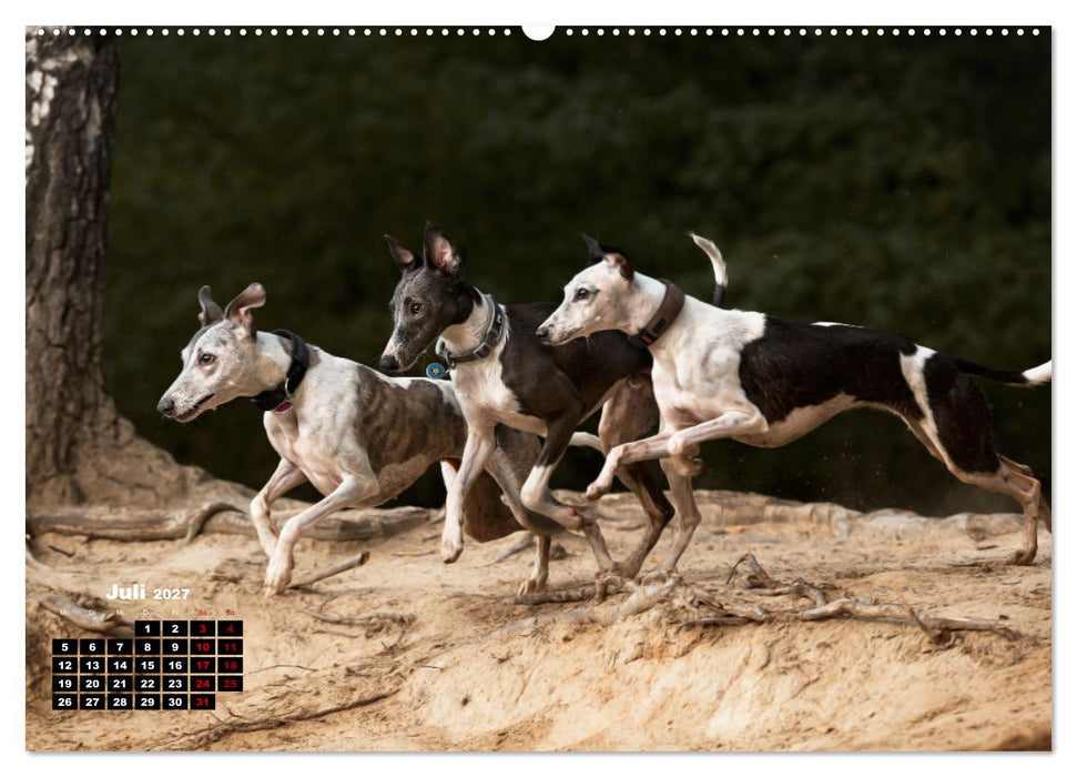 WHIPPETS - SCHNELL UND SCHÖN (CALVENDO Premium Wandkalender 2027)