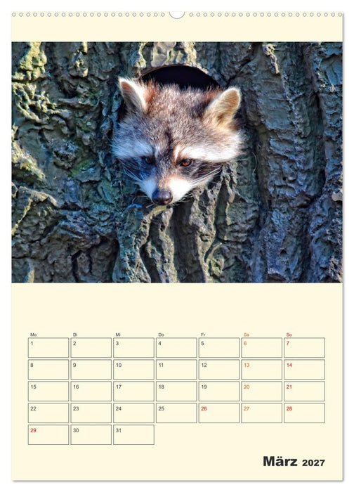 Drolliger Waschbär (CALVENDO Premium Wandkalender 2027)