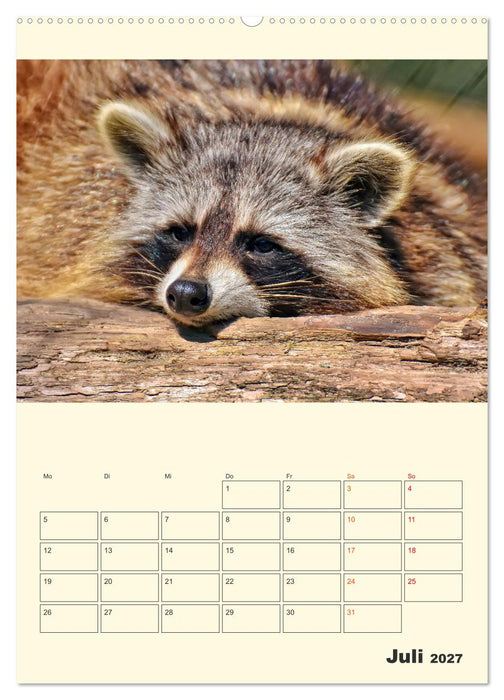 Drolliger Waschbär (CALVENDO Premium Wandkalender 2027)