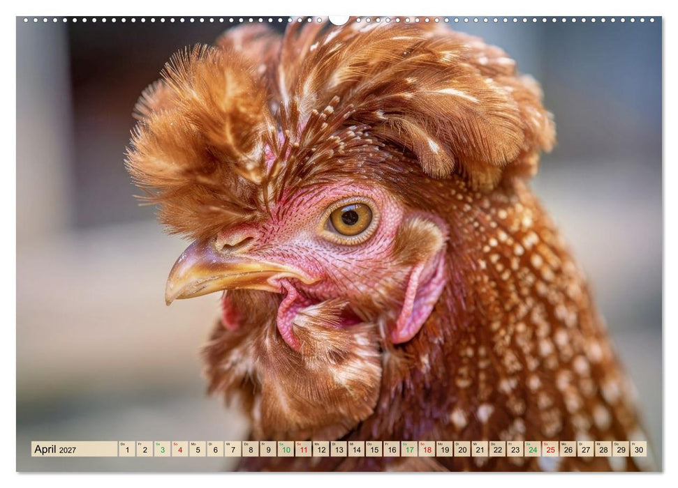 Polnische Hühner (CALVENDO Premium Wandkalender 2027)