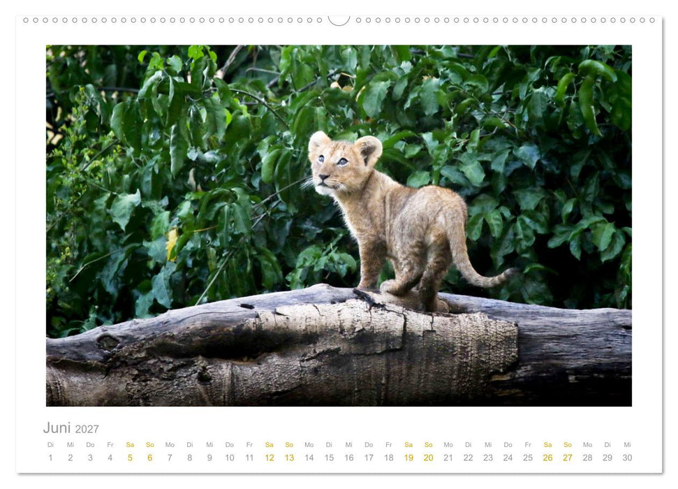 Ein Lächeln für die Tierwelt (CALVENDO Premium Wandkalender 2027)