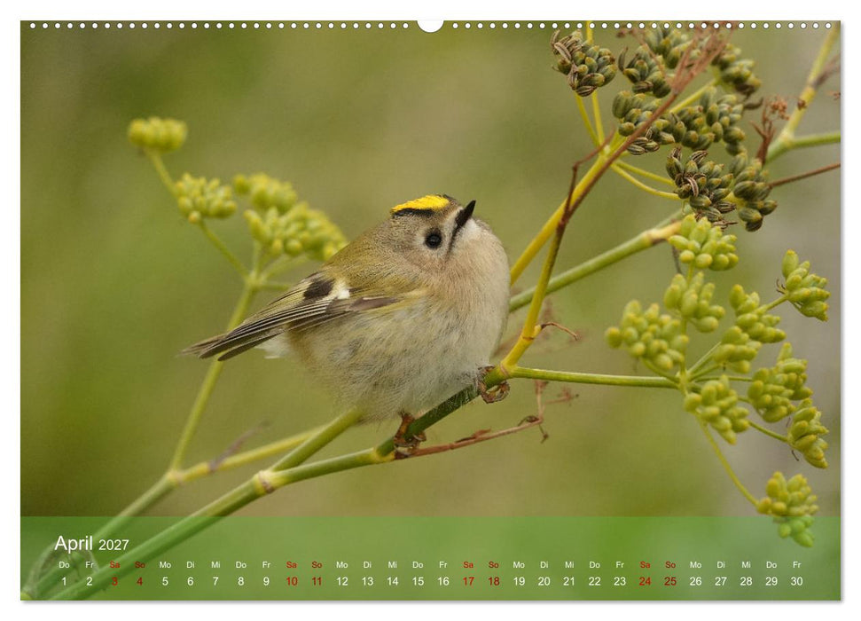 Wilde Vogelwelt Helgoland (CALVENDO Premium Wandkalender 2027)