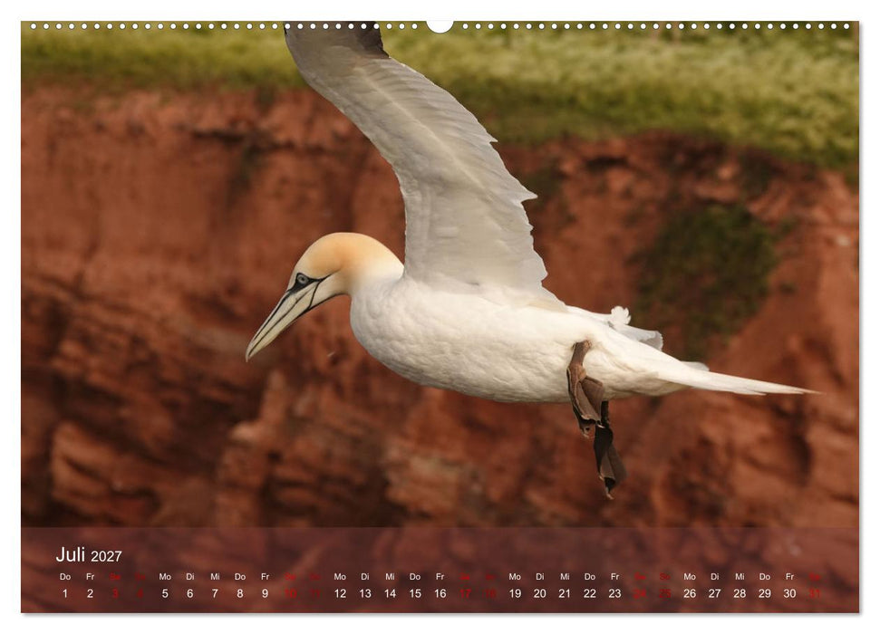 Wilde Vogelwelt Helgoland (CALVENDO Premium Wandkalender 2027)